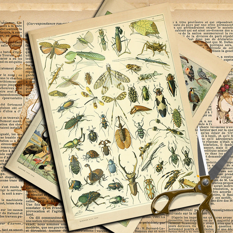 10PCS Insect map material paper